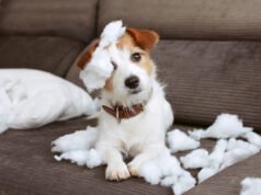 Sobre culpa e responsabilidade